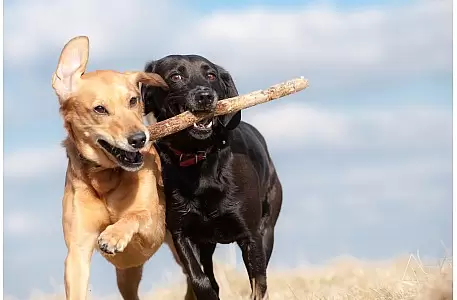 Wer wir sind und was uns antreibt – Leidenschaft für Hunde, Sich Wer wir sind und was uns antreibt – Leidenschaft für Hunde, Sich